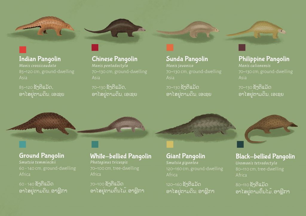 Pangolin - Life of a Scaly Anteater: book launch to celebrate a little ...