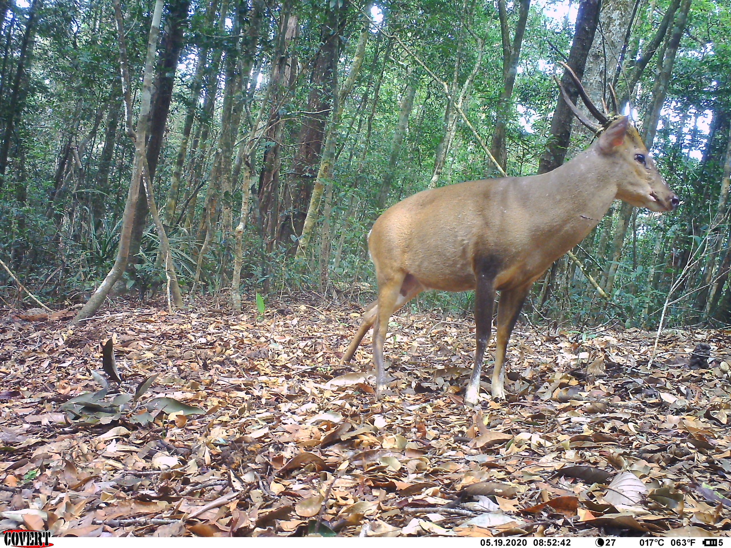 Our new publication: Camera‐trapping reveals new insights in the ...